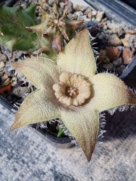Orbea ciliata